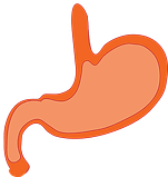 digestive health 