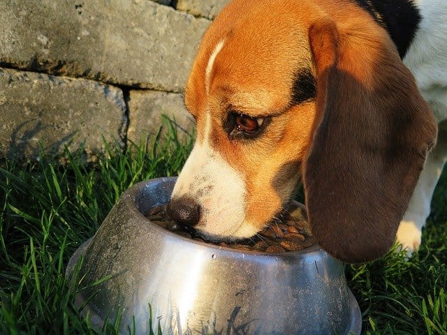 dog's superfood