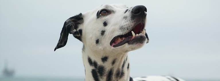 Dogs-Collar Dogs-Collar